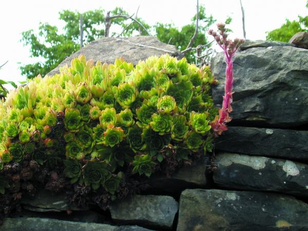 belarriko miña (sedum album)